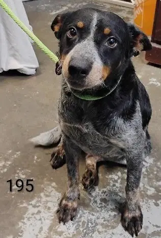 Mandy Help I Need A Foster Home By Oct - Australian Cattle Dog/Blue Heeler