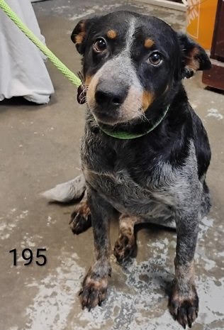 Mandy Help I Need A Foster Home By Oct