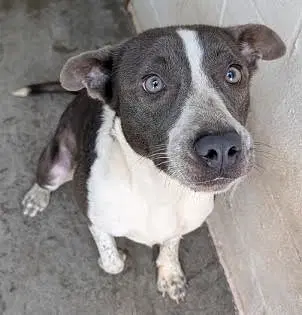 Keni Help I Need A Foster Home By Oct - Australian Cattle Dog/Blue Heeler