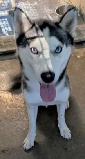 Simon Help I Need A Foster Home By Oct - Husky