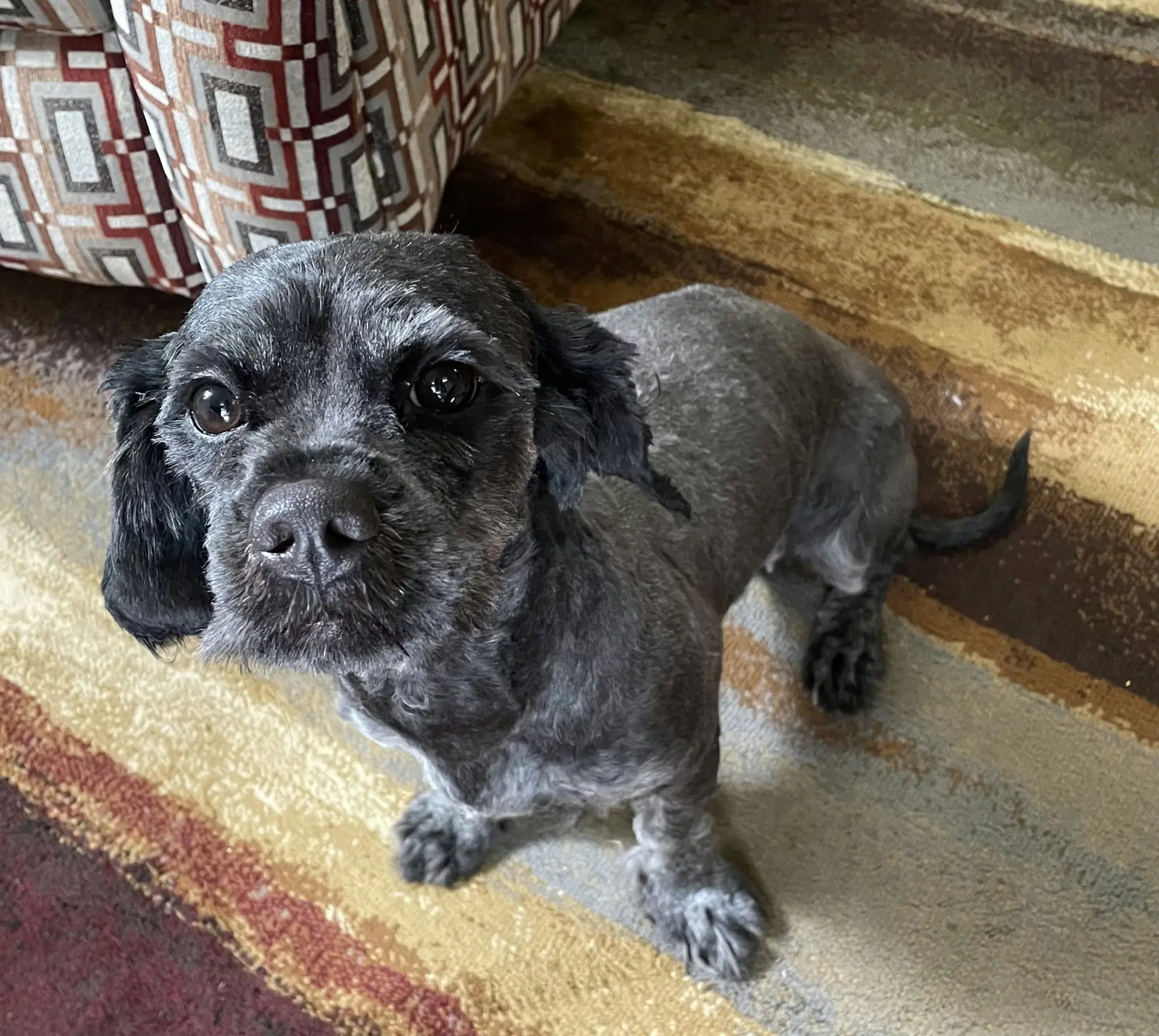 Dee Dee Foster Home Needed - Havanese