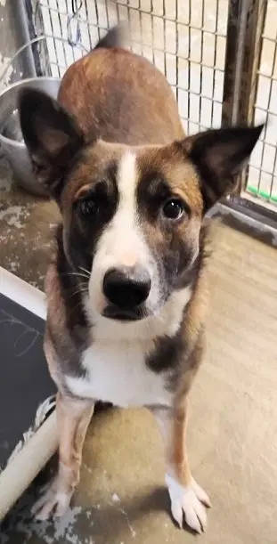 Lennyi Need A Foster Home By Oct - German Shepherd Dog