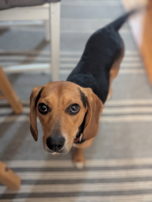 Cooper, a dog for adoption from Redemption Road Rescue