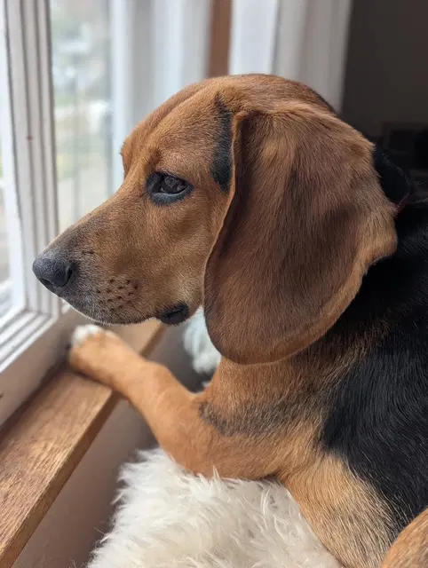 Cooper image 2