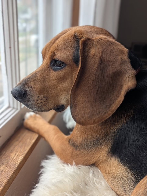 Photo 2 of Cooper