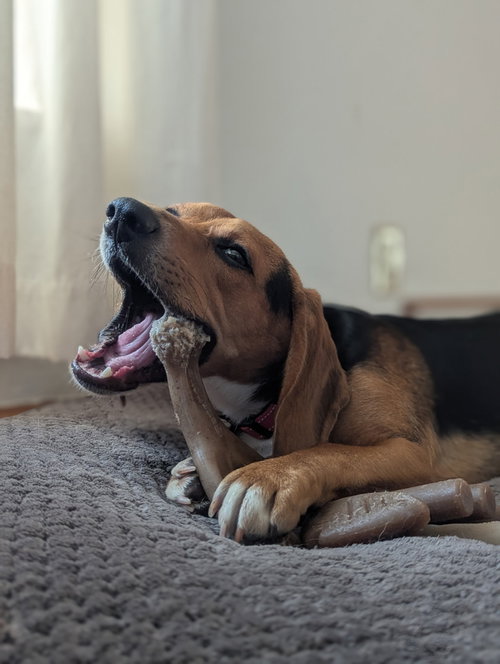 Photo 4 of Cooper
