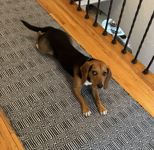 Photo 3 of Cooper