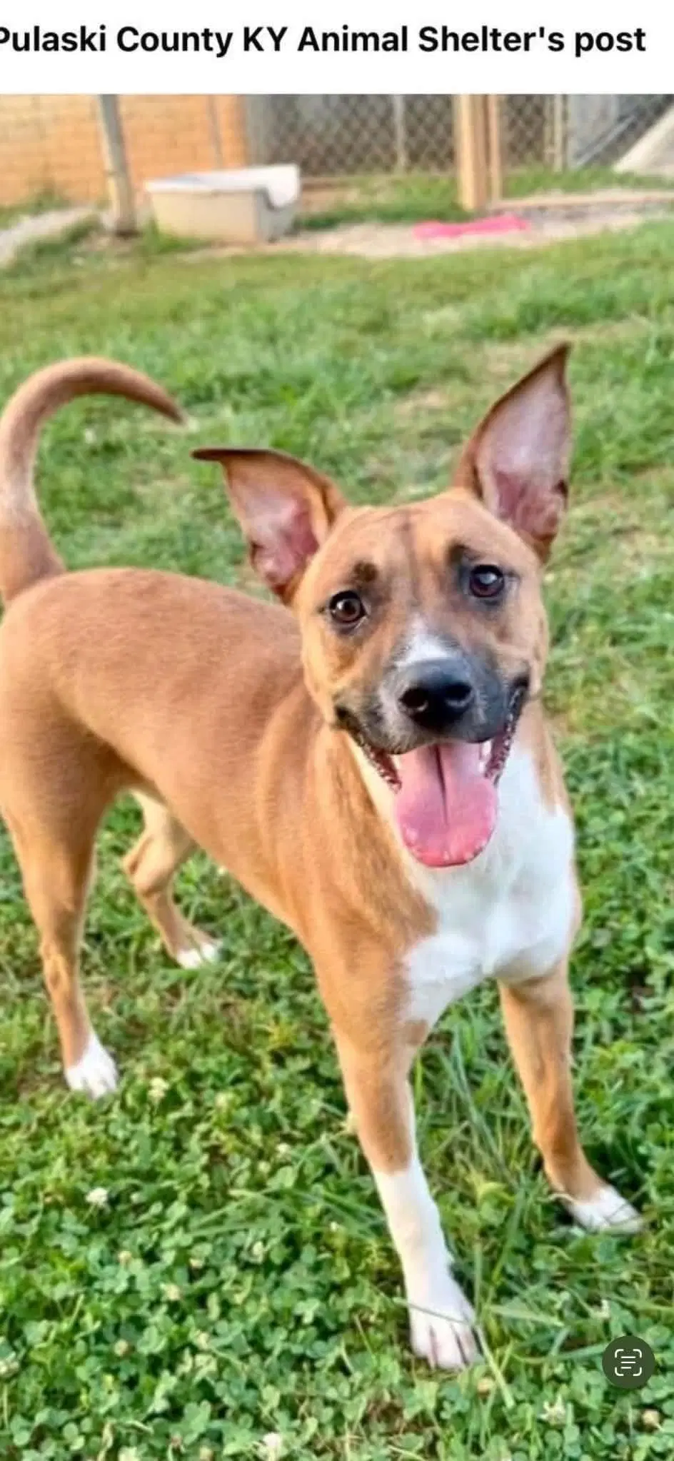 Maggie - Boxer