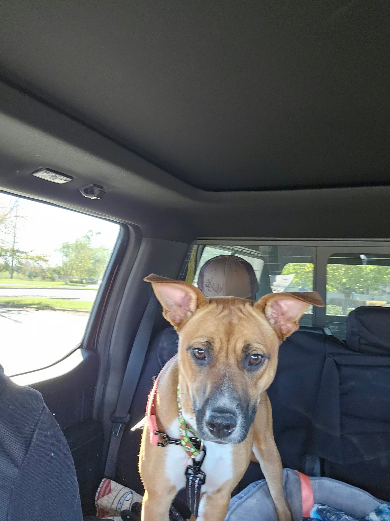 Maggie **Foster Home Needed!**, photo 7