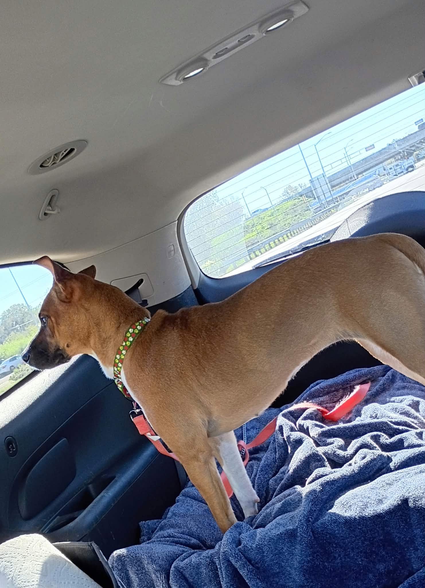 Maggie **Foster Home Needed!**, photo 8