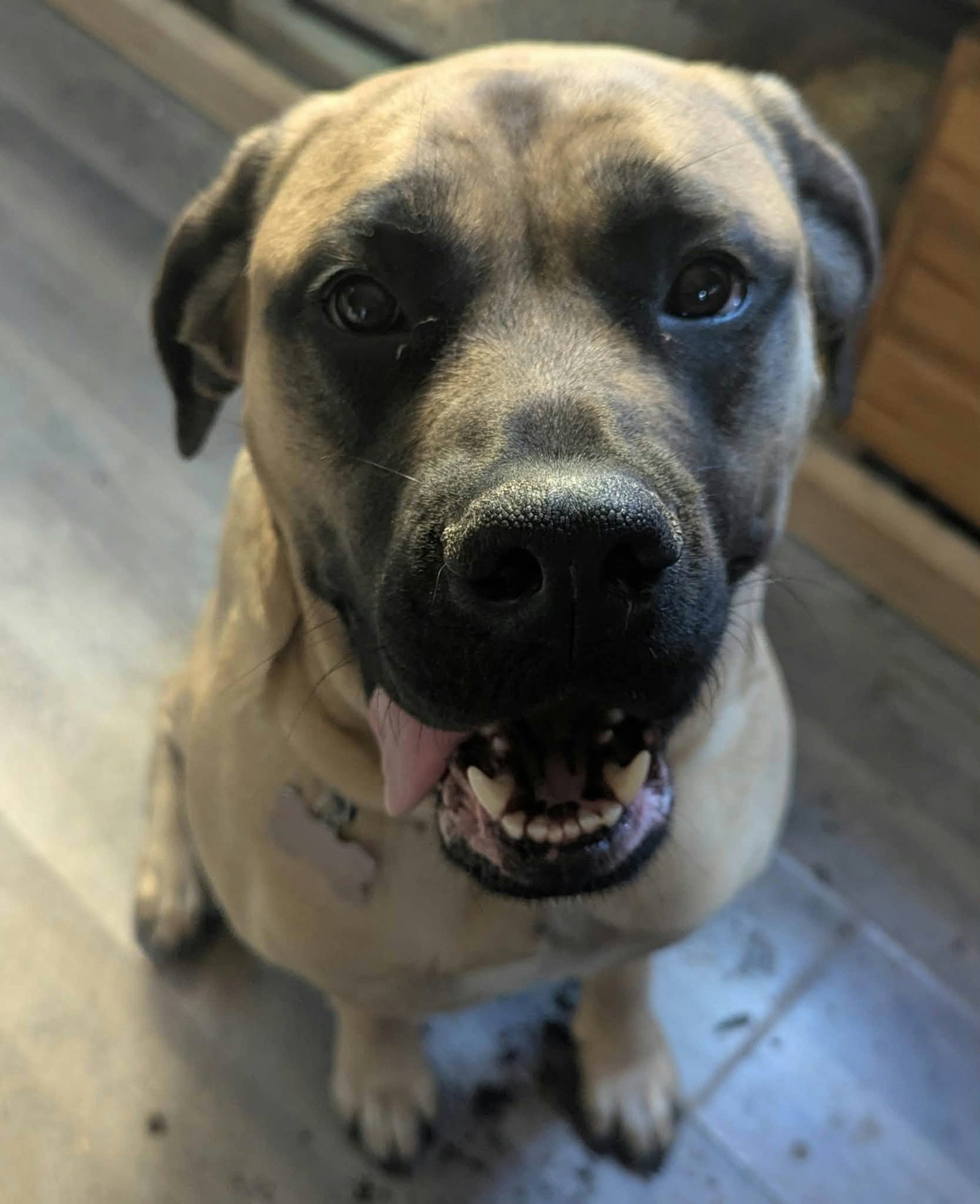 Sunny *foster/adopter needed*, Mastiff