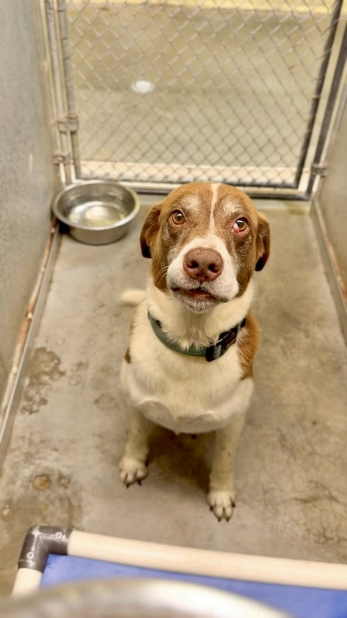 Cooper (and Zeara), a dog for adoption from Redemption Road Rescue