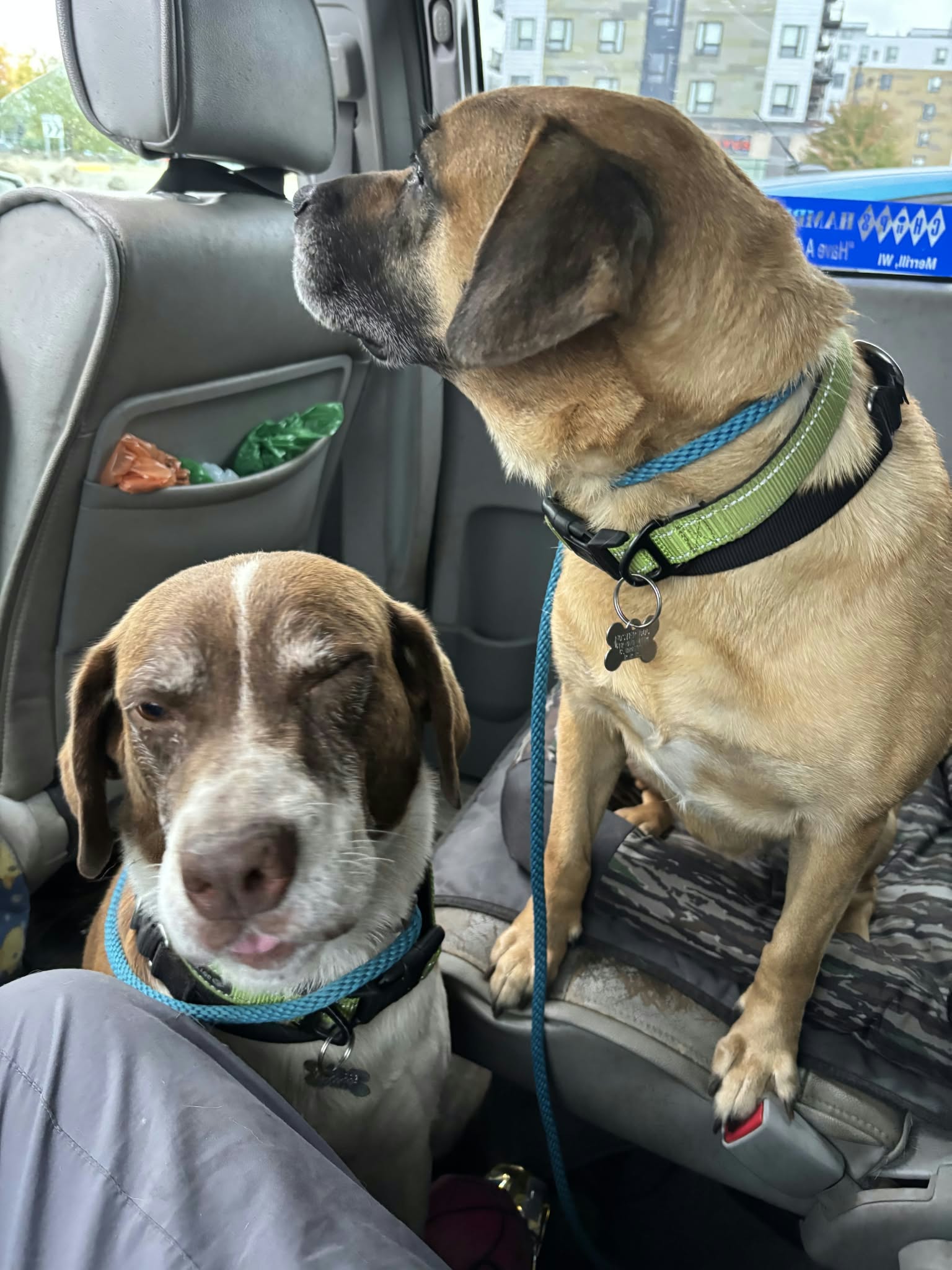Cooper (and Zeara), photo 4