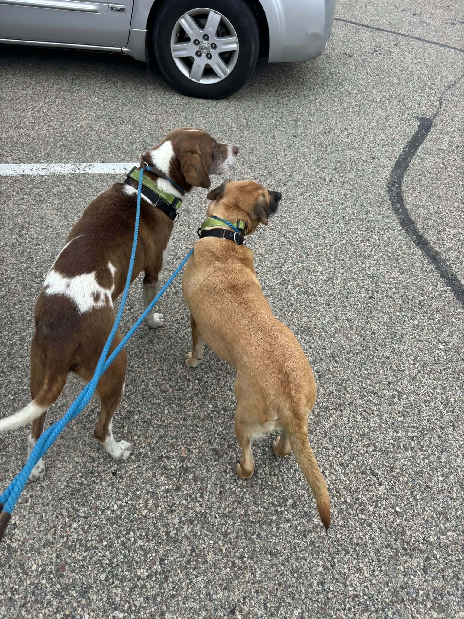 Cooper (and Zeara), photo 5