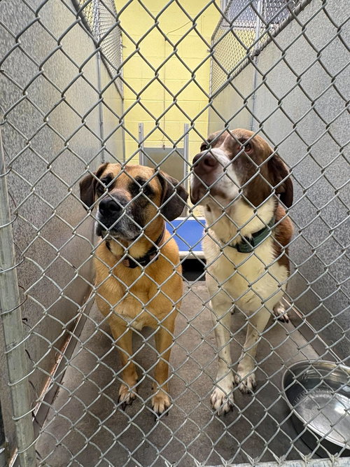 Photo 3 of Zeara (and Cooper)