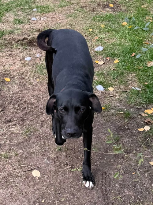Bella *needs foster or adopter*, a dog for adoption from Redemption Road Rescue