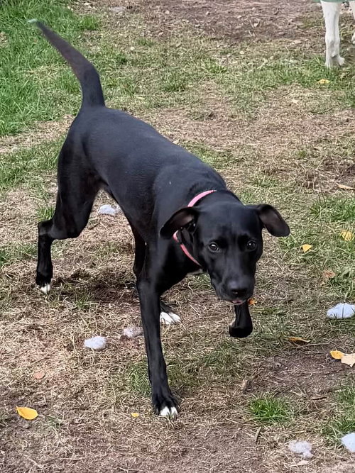 Photo 2 of Bella *needs foster or adopter*