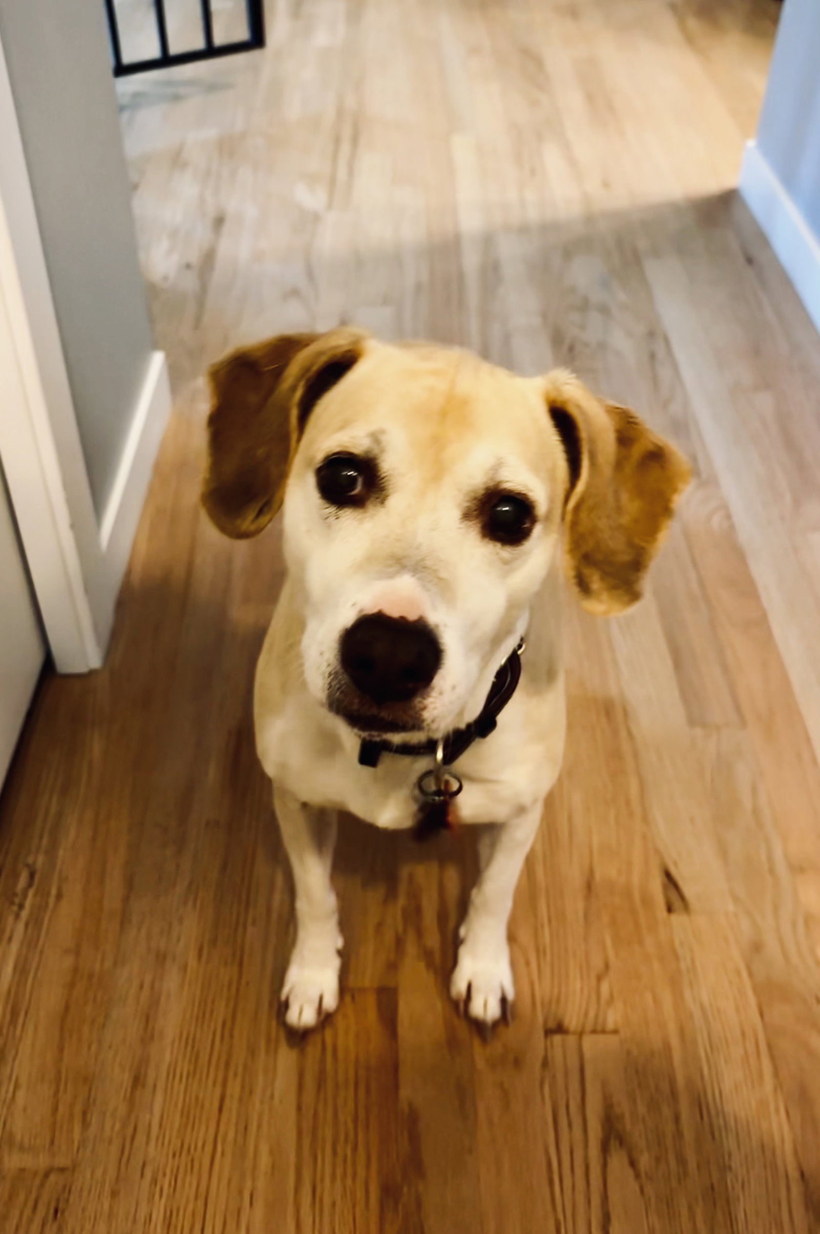 Chelsea *Help I need a foster home!* Sweet Senior!