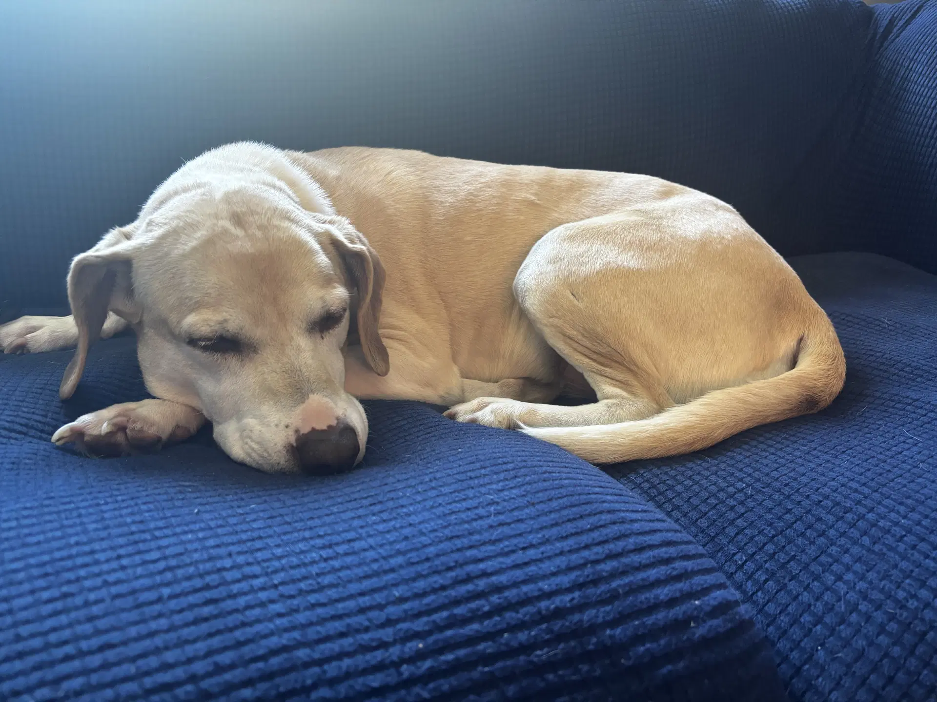 Chelsea Help I Need A Foster Home Sweet Senior image 3