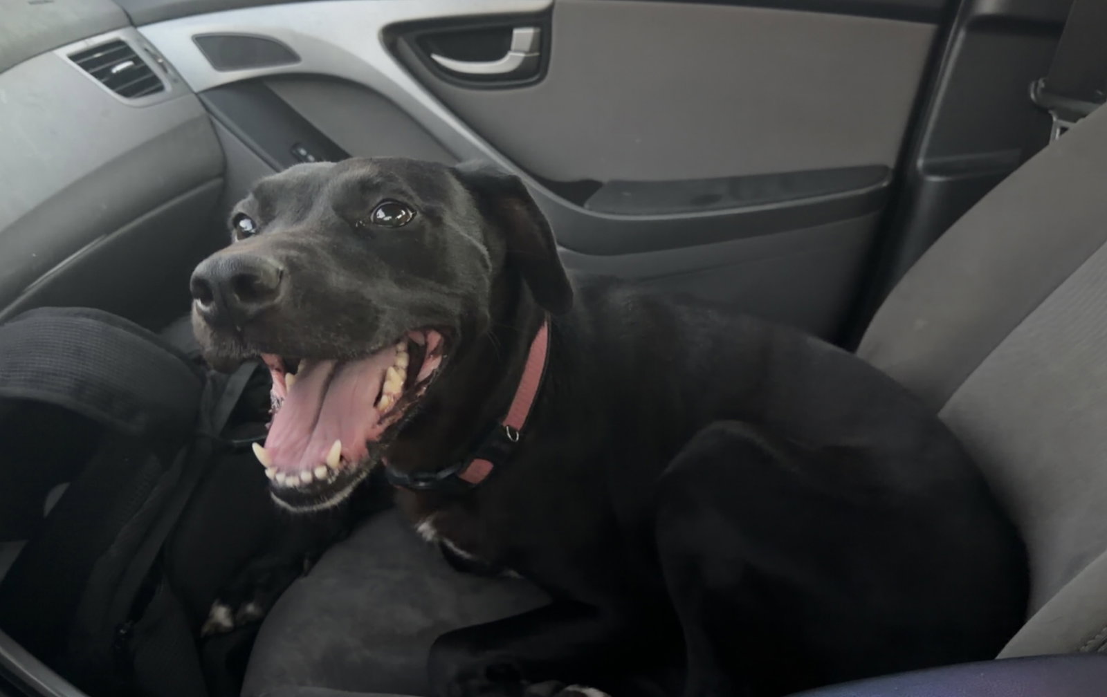 Bella *Help! I need a foster home!*