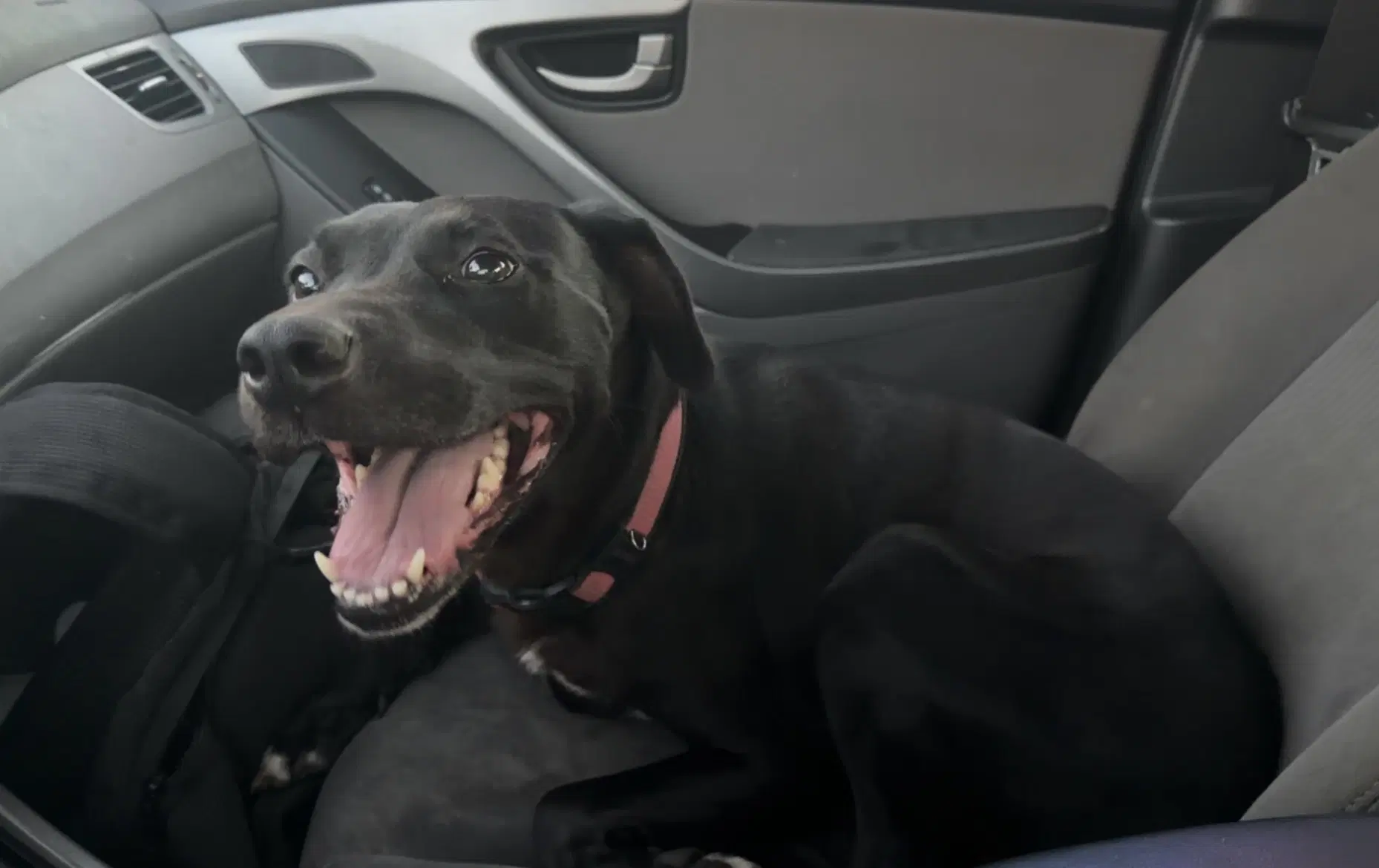 Bella Help I Need A Foster Home - Labrador Retriever