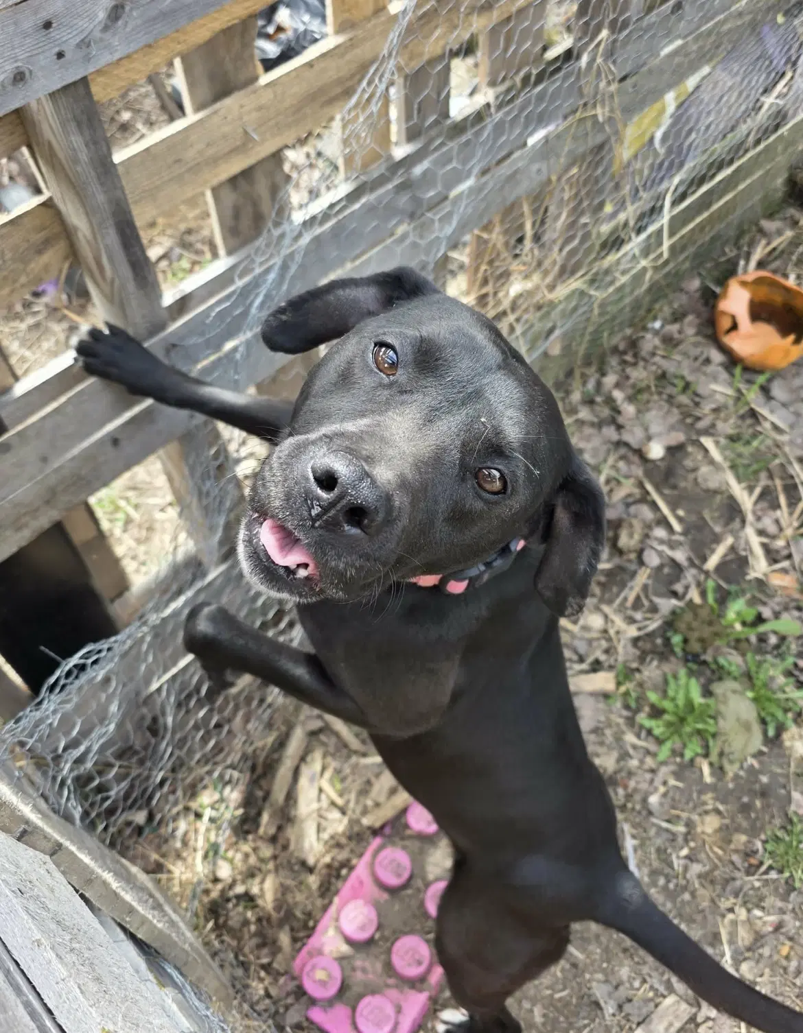Bella Help I Need A Foster Home image 2