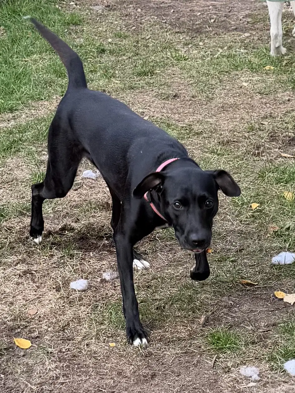 Bella Help I Need A Foster Home image 4