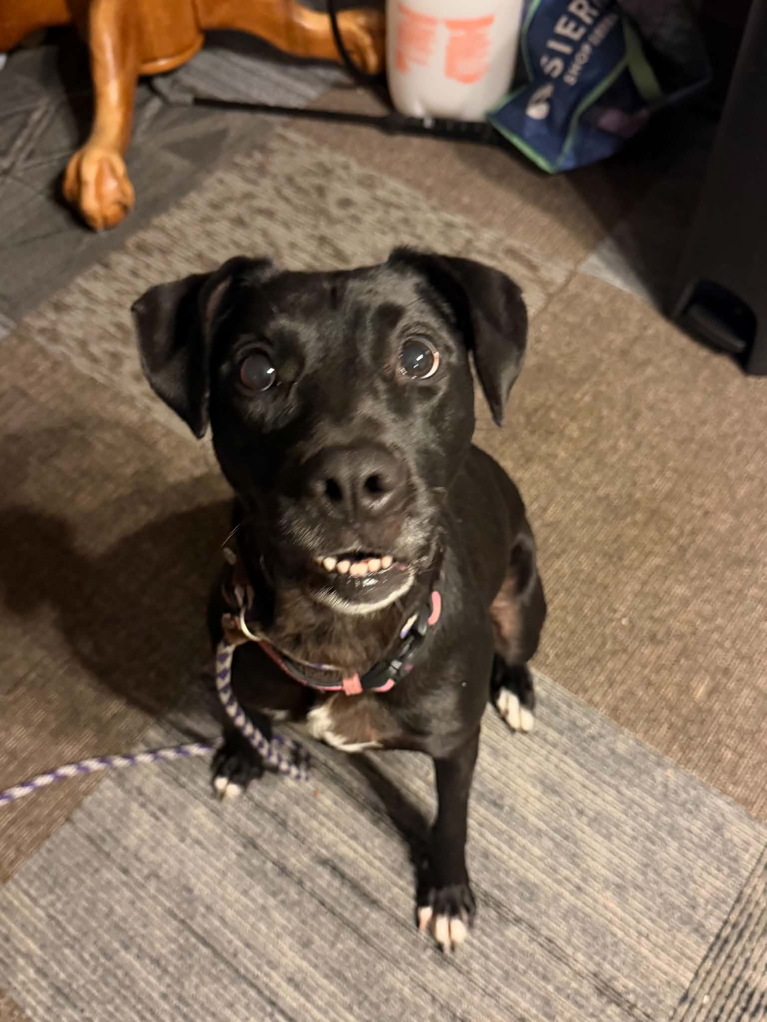 Bella *Help! I need a foster home!*, photo 6