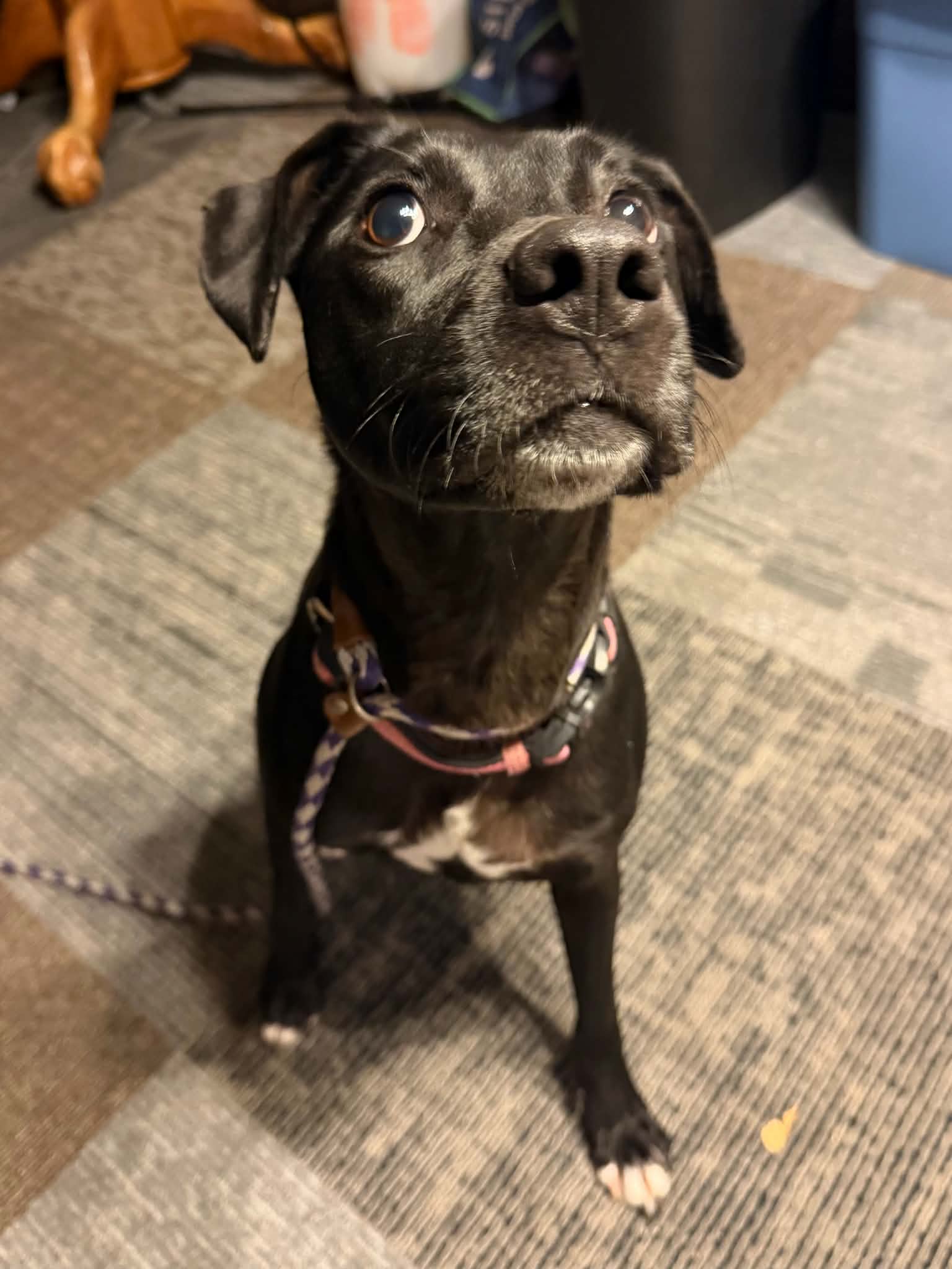 Bella *Help! I need a foster home!*, photo 8