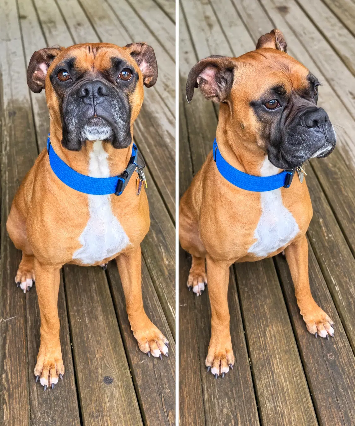 Hanklooking For Foster Or Adopter - Boxer