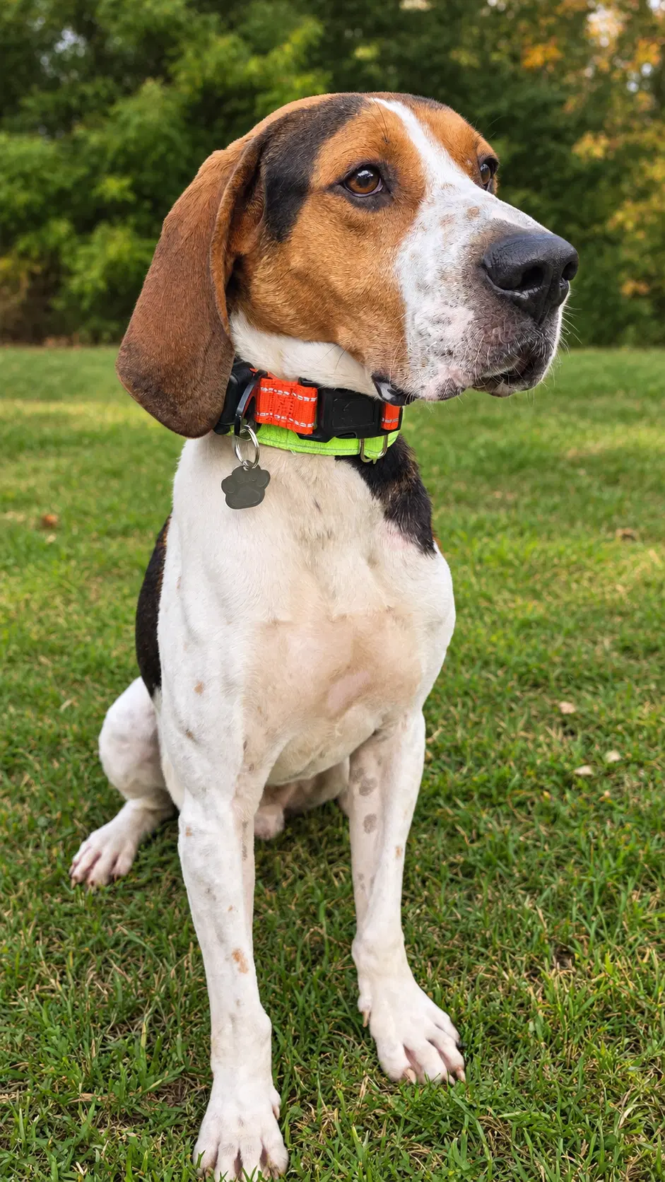 Rudy - Treeing Walker Coonhound