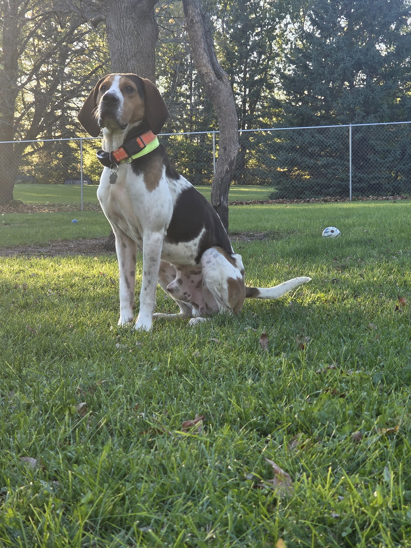 Rudy, photo 6