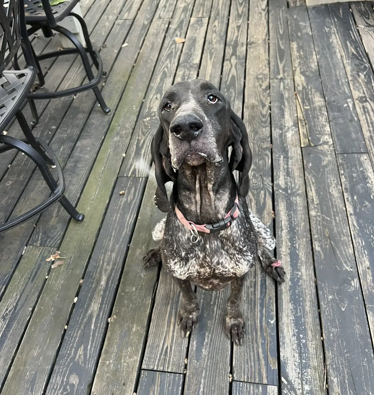 Blair - Bluetick Coonhound