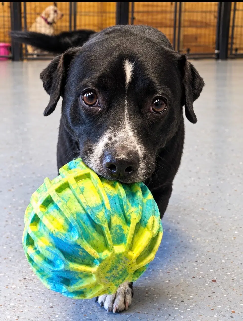 Roscoe Help I Need A Foster Home - Labrador Retriever