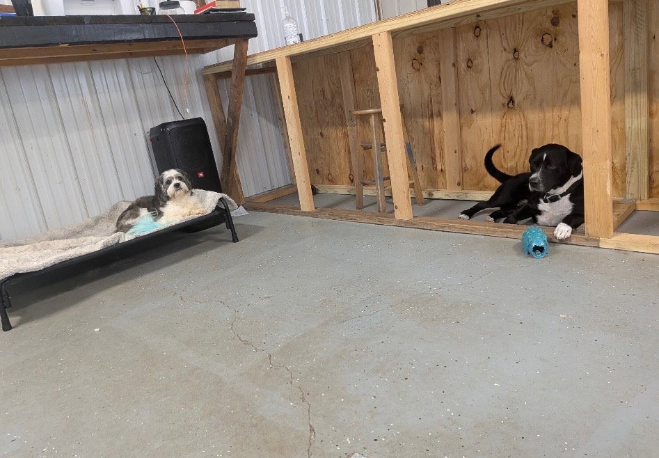 Roscoe *Help! I need a foster home!*, photo 3