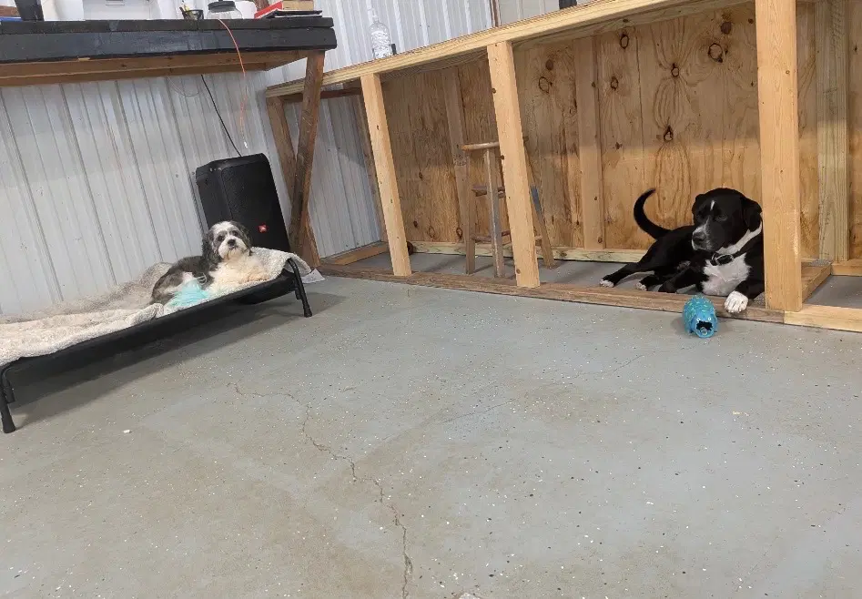 Roscoe Help I Need A Foster Home image 3