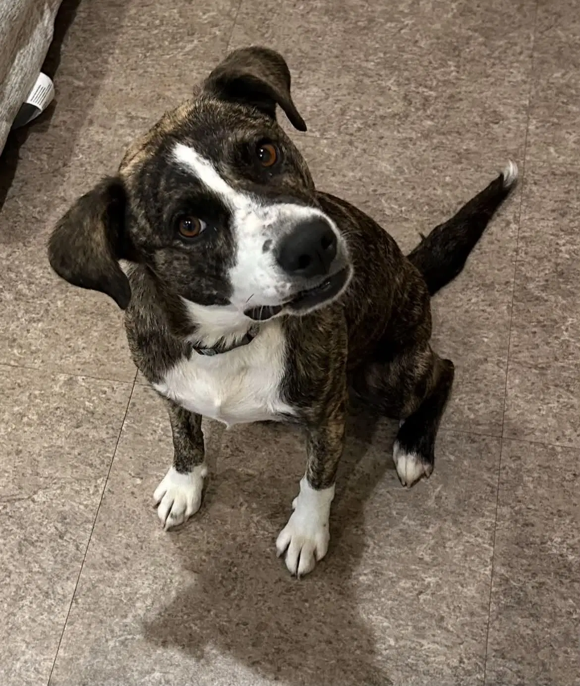 Shadow  Help I Need A Foster Home - Labrador Retriever