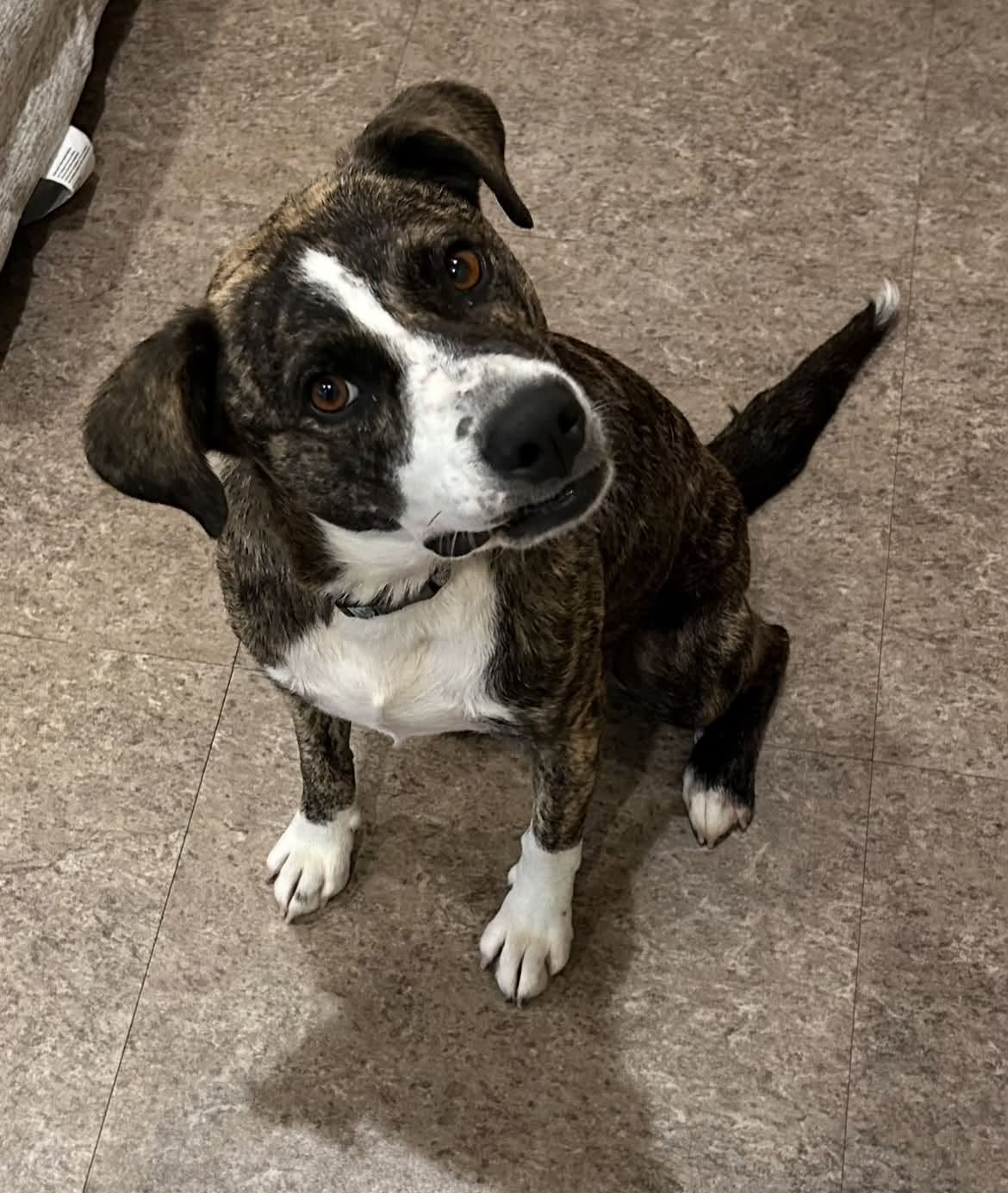 Shadow  Help I Need A Foster Home