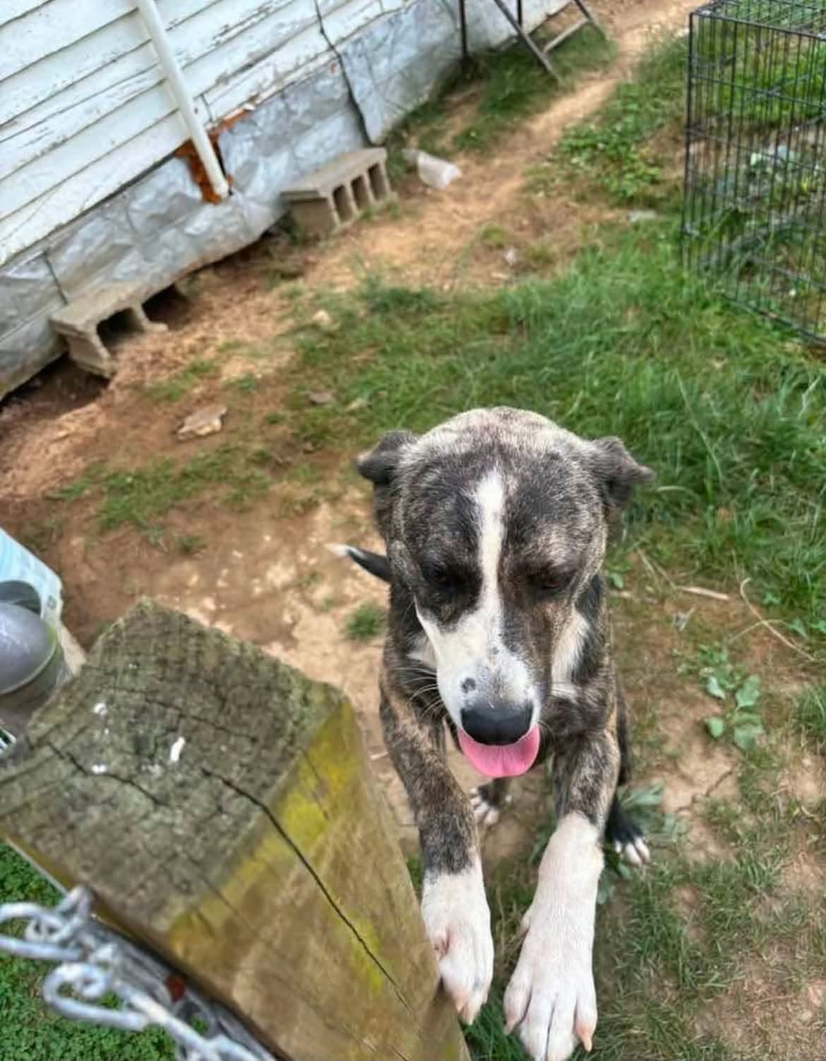 Shadow * Help! I need a foster home!*, photo 3