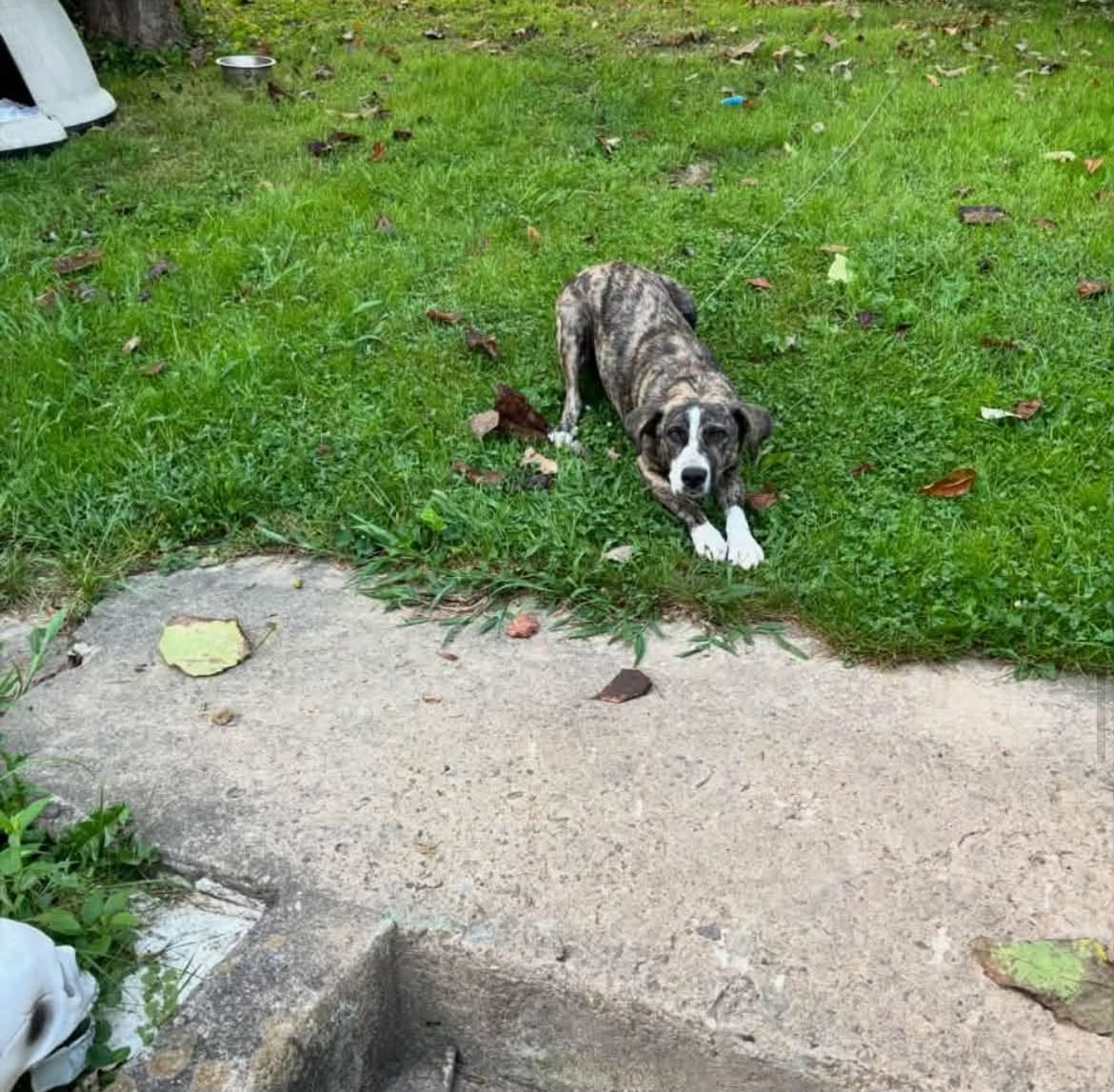 Shadow * Help! I need a foster home!*, photo 5