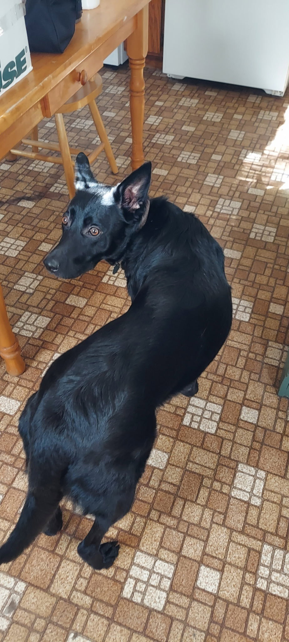 Navy *Help! I need a foster home!*