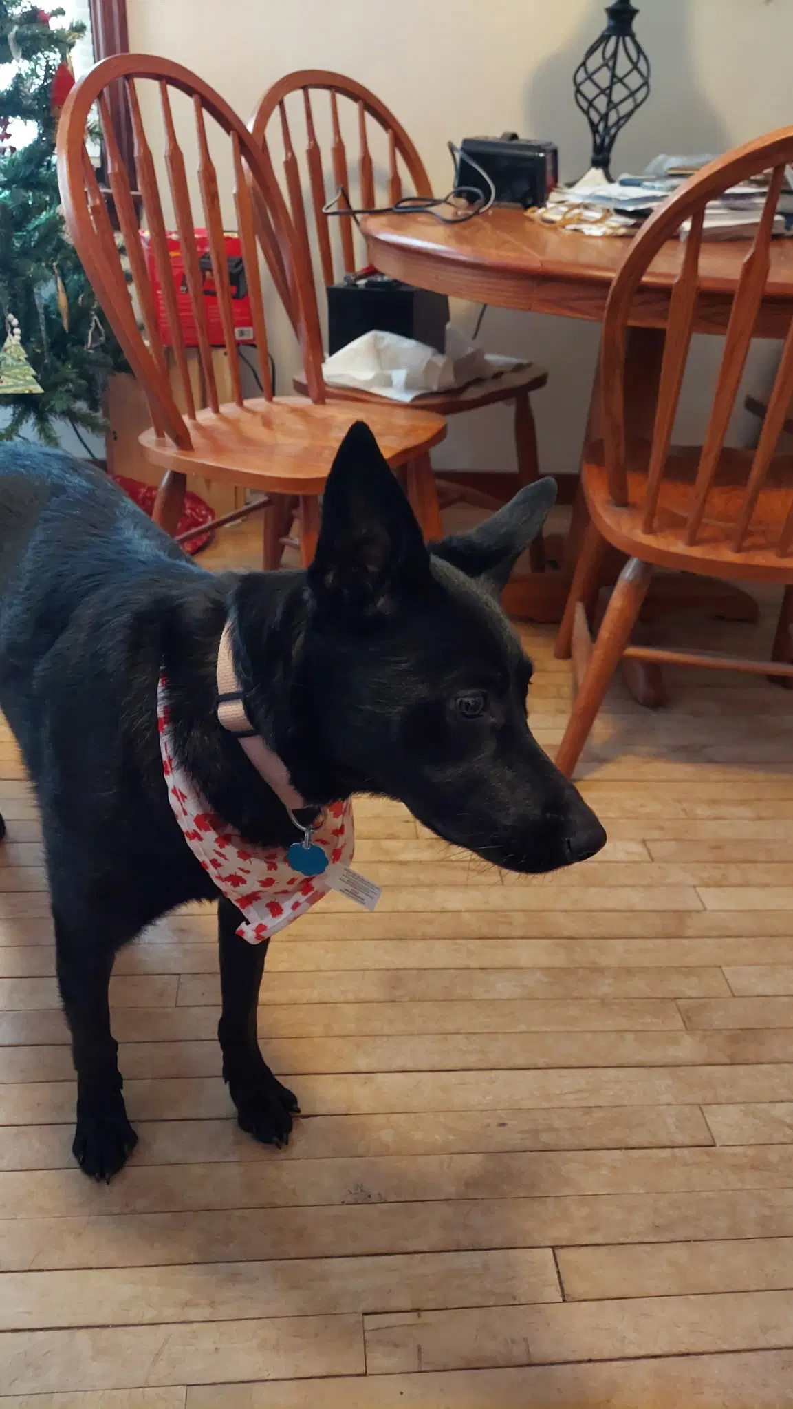 Navy Help I Need A Foster Home image 2