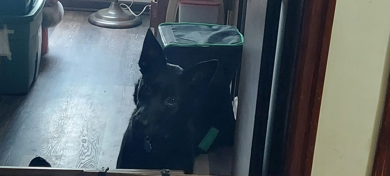 Navy *Help! I need a foster home!*, photo 3