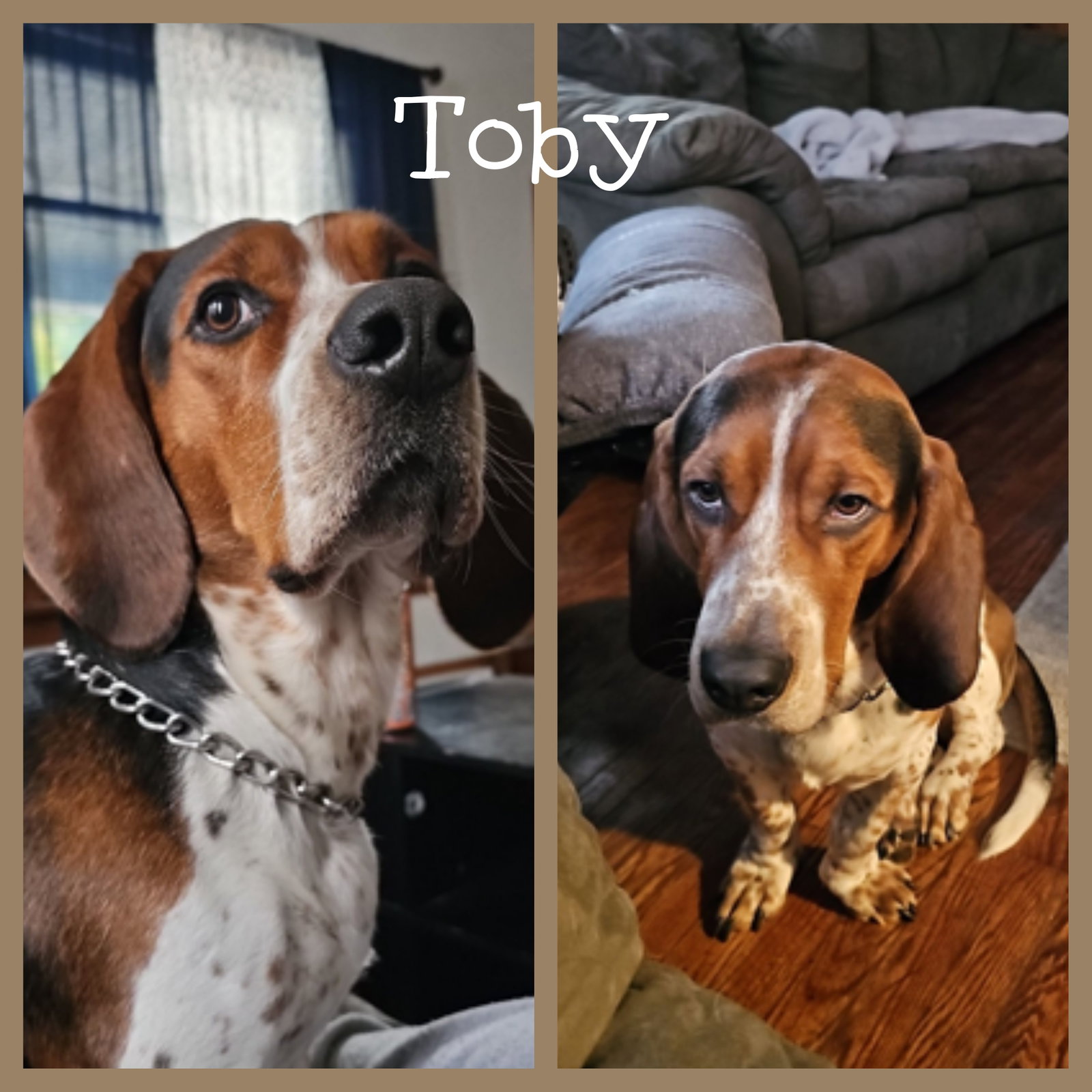 Toby, photo 2