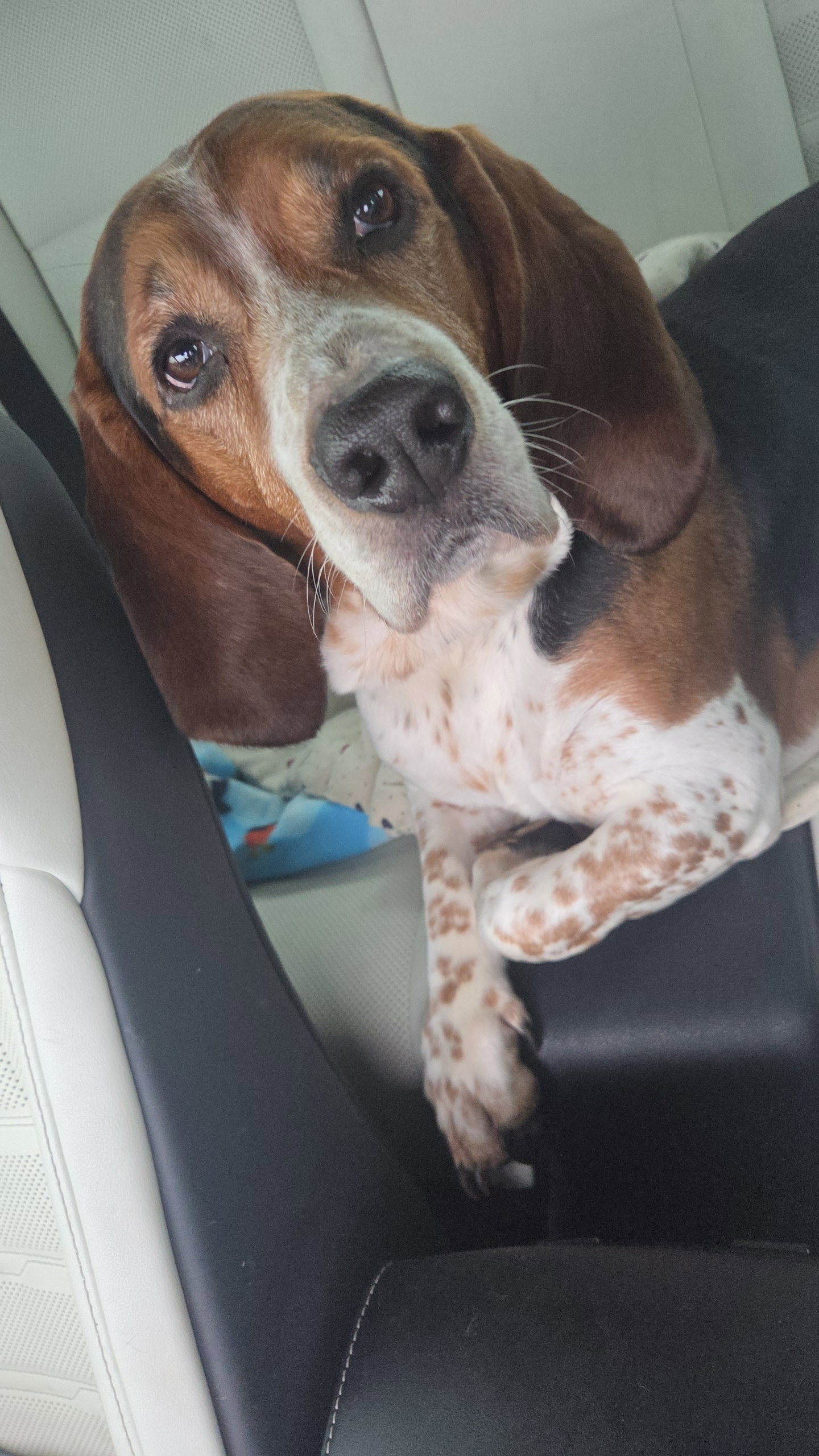 Toby, photo 3