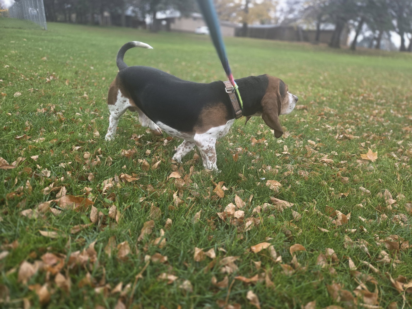 Toby, photo 4