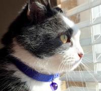 Collars