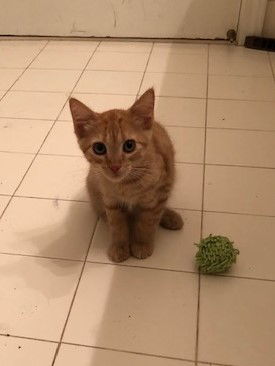 Peaches