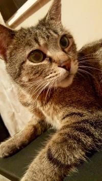 Jolie