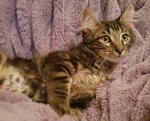 Apollo